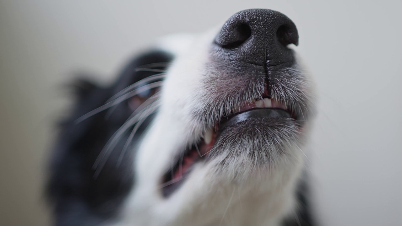 危险的愤怒的狗。好斗的小狗边境牧羊犬露出牙齿，看起来好斗危险。守护者咆哮的可怕的狗准备攻击。宠物感染了狂犬病。视频素材