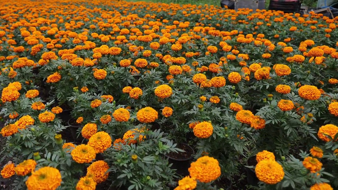 田葵植物，4k旅行拍摄视频素材