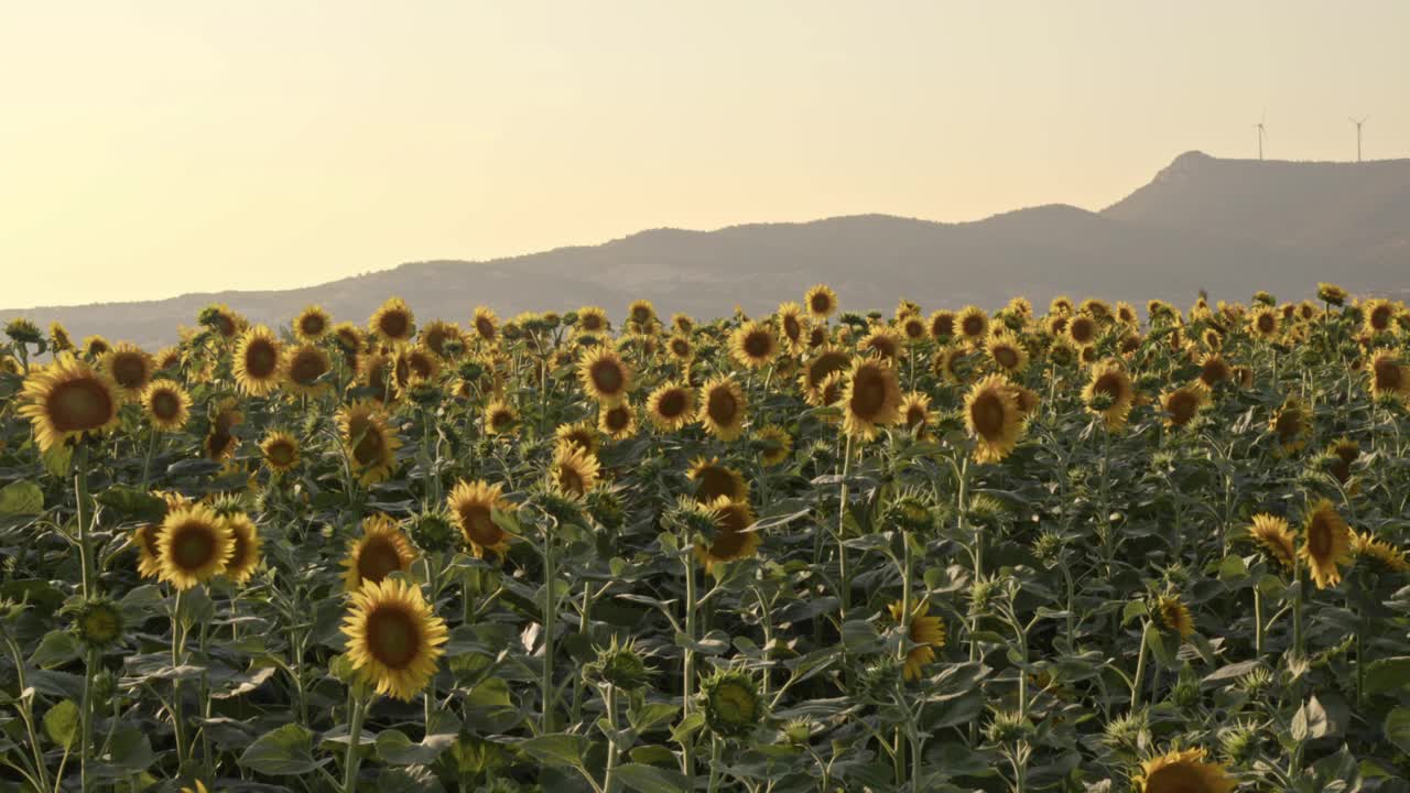 收获季节的广角黄色向日葵田和山视频素材