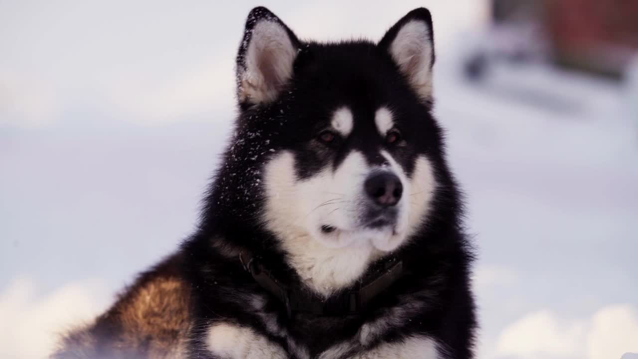 躺在雪地里的阿拉斯加雪橇犬特写。视频素材