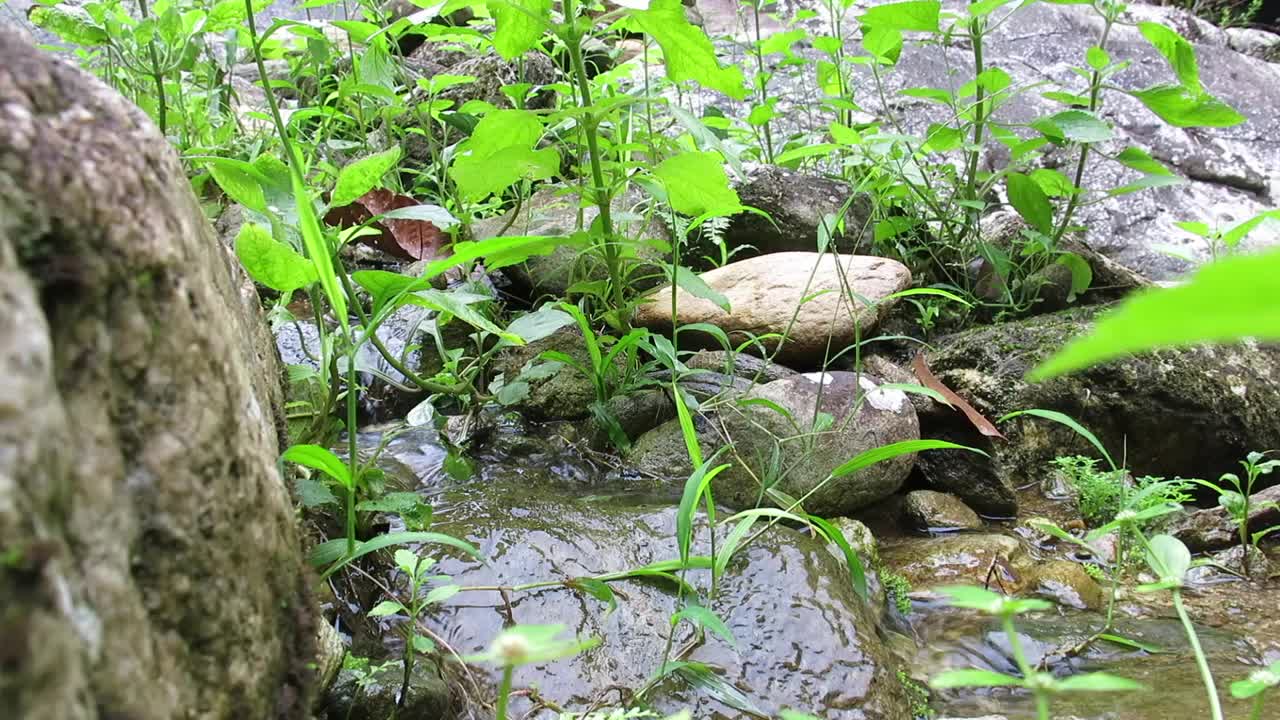 一条小溪在植物和石头之间流过。视频素材