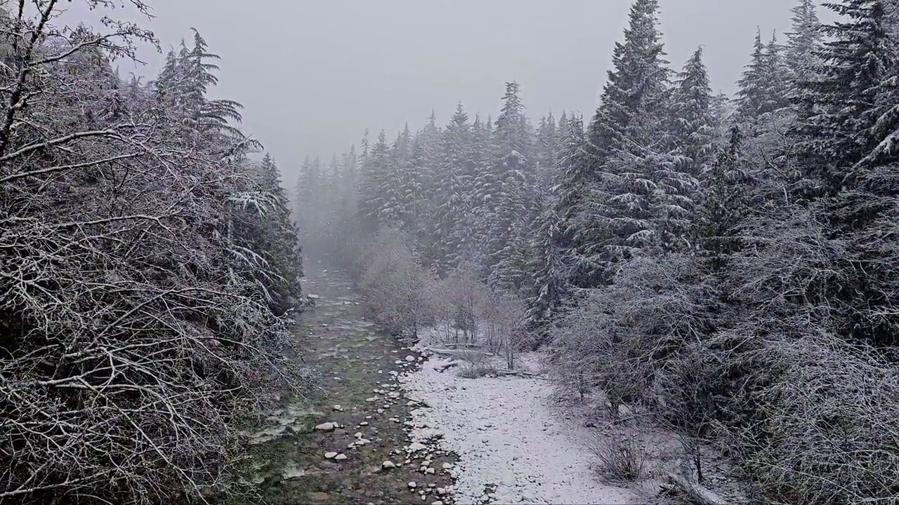 暴风雪在斯诺夸尔米山口在华盛顿州的冬天，白雪皑皑的常绿树木与小溪。视频素材