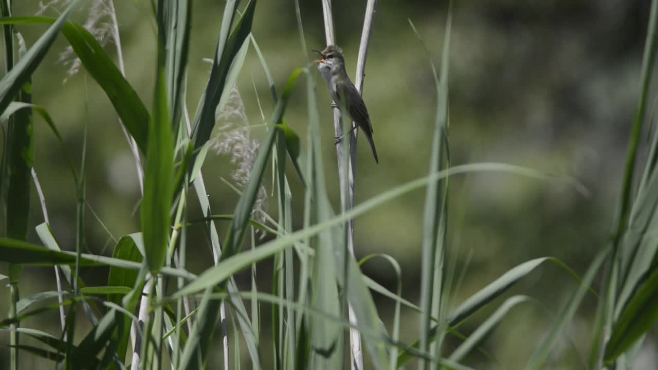 欧亚芦莺鸟视频素材