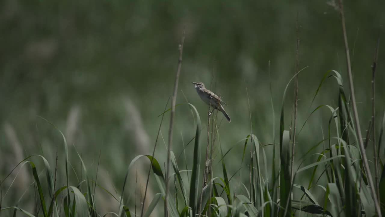 欧亚芦莺鸟视频素材