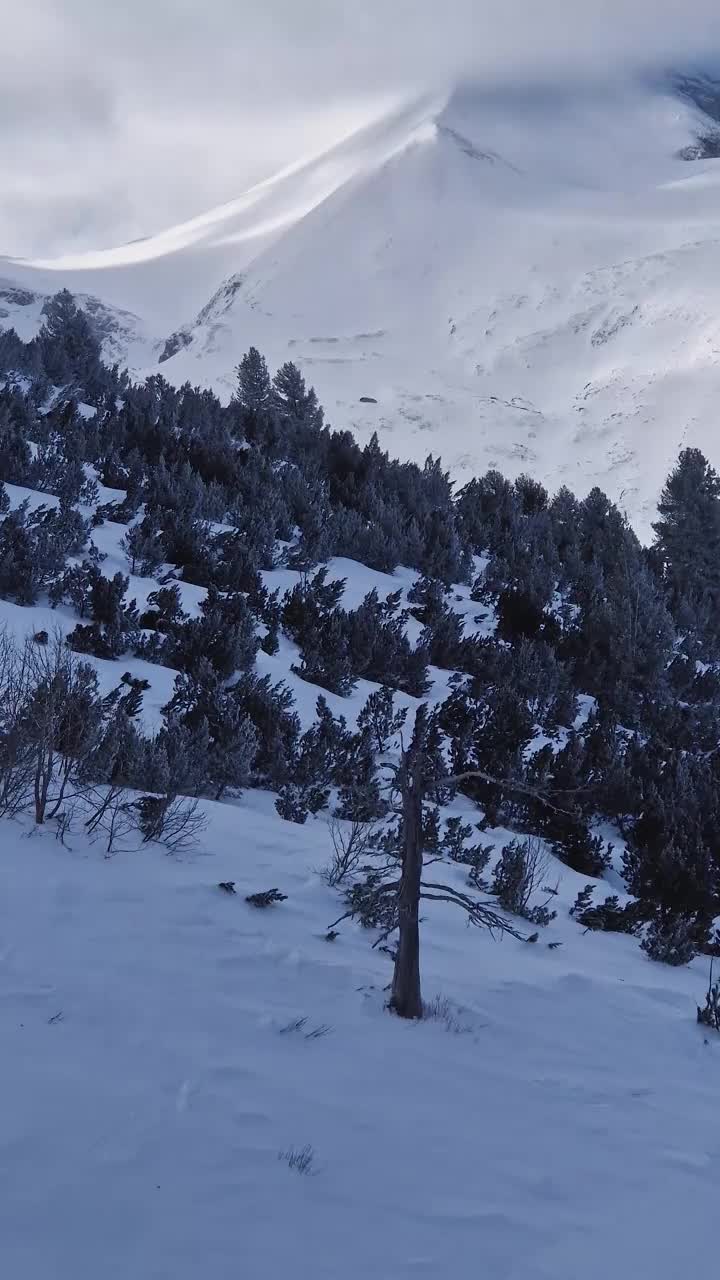 冬天的美丽景色，山上覆盖着白雪，树上覆盖着白霜视频素材