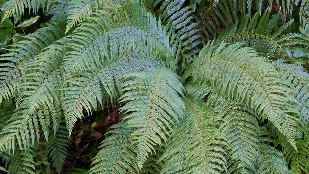 蕨类植物在自然环境中的茂密的绿色植物缩小视频素材