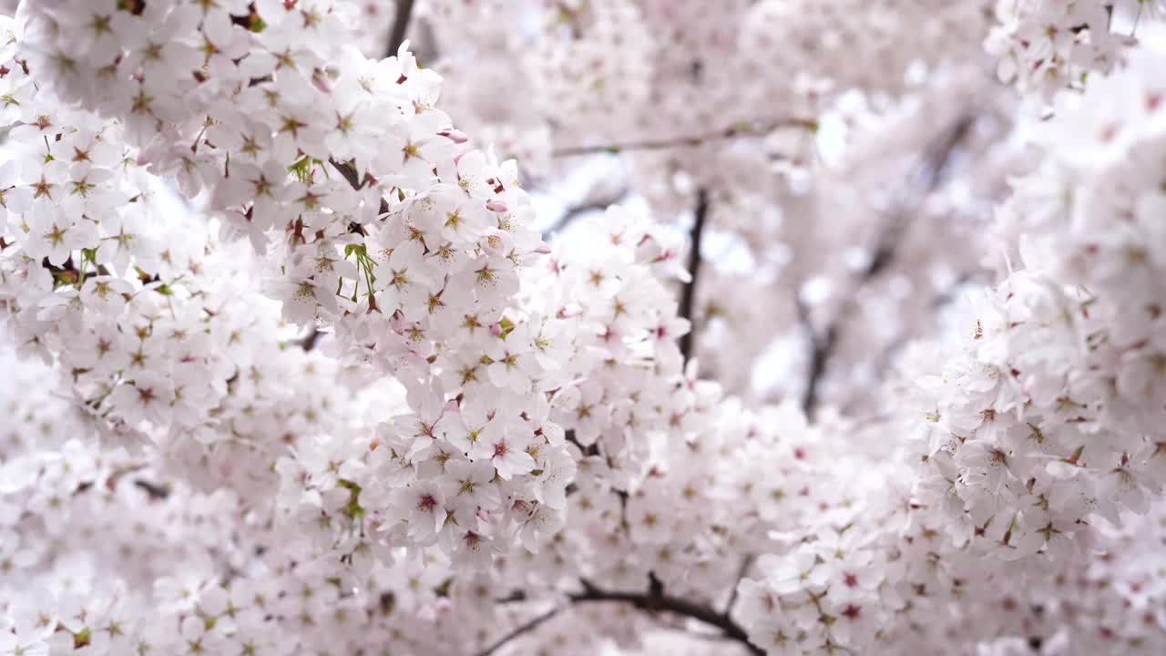 樱花树，白色的花朵，自然的背景视频下载