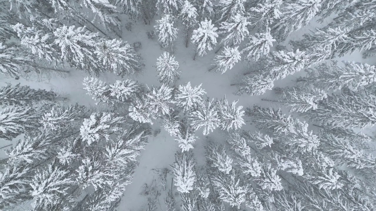 冬季森林的空中景观，云杉树木覆盖在山上的雪。无人机拍摄的冬季森林在降雪和夕阳下的画面。荒野，冬季，自然概念视频下载