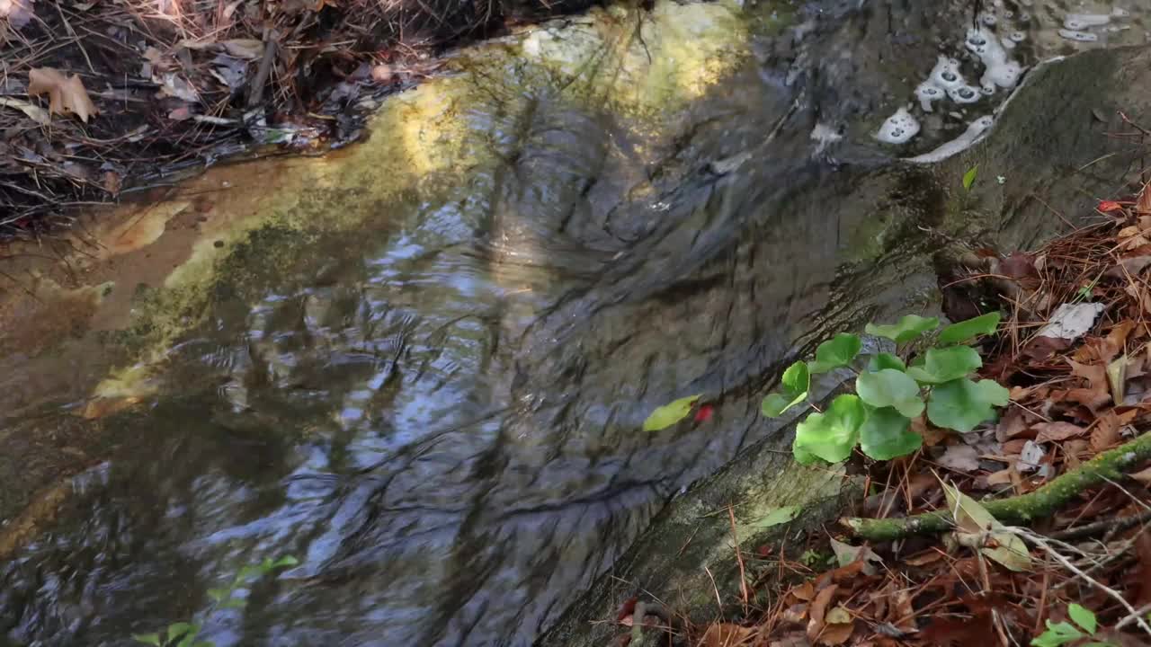 Wolfden分支在Shot flow之上视频下载