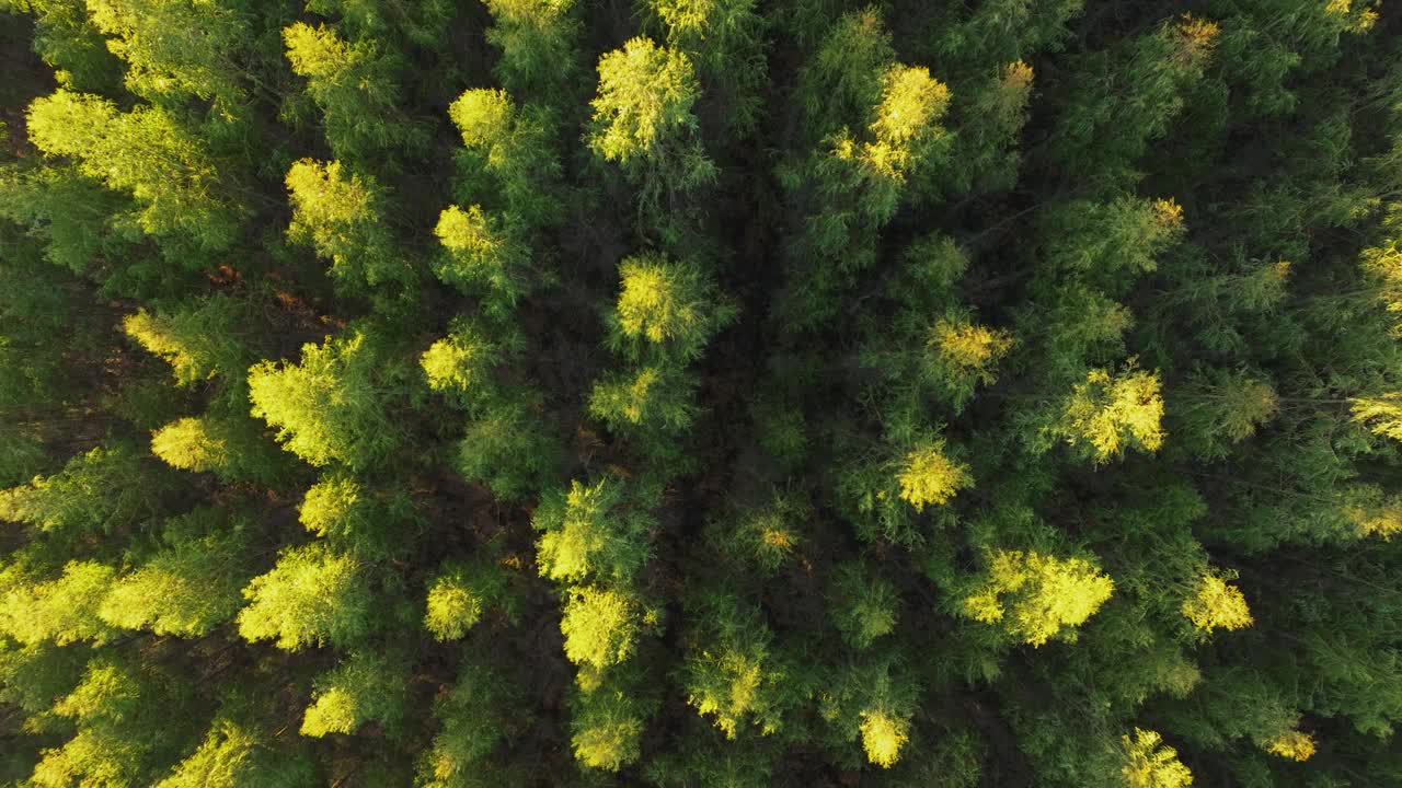 西班牙加利西亚科鲁尼亚自然保护区茂密的松树的无人机镜头视频素材