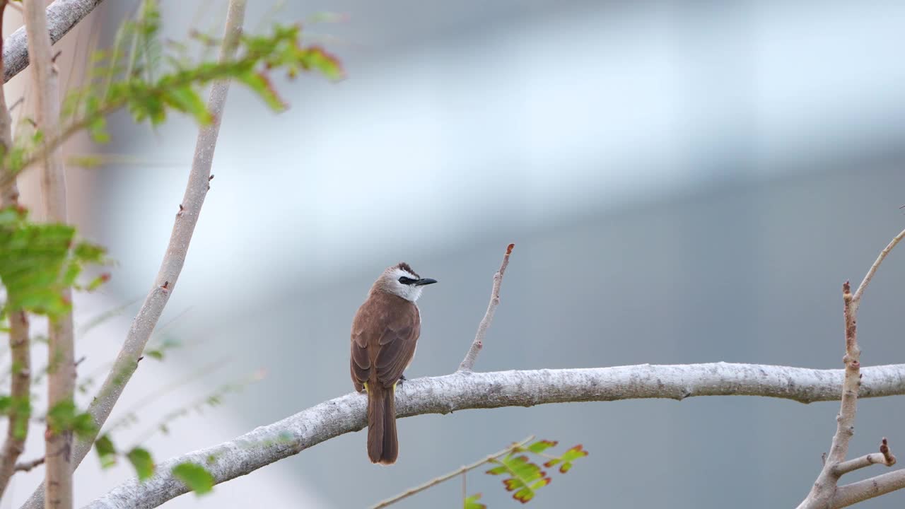 黄色通风口球(Pycnonotus goiavier)，或东部黄色通风口球栖息在越南那庄的树枝上-后视图视频素材