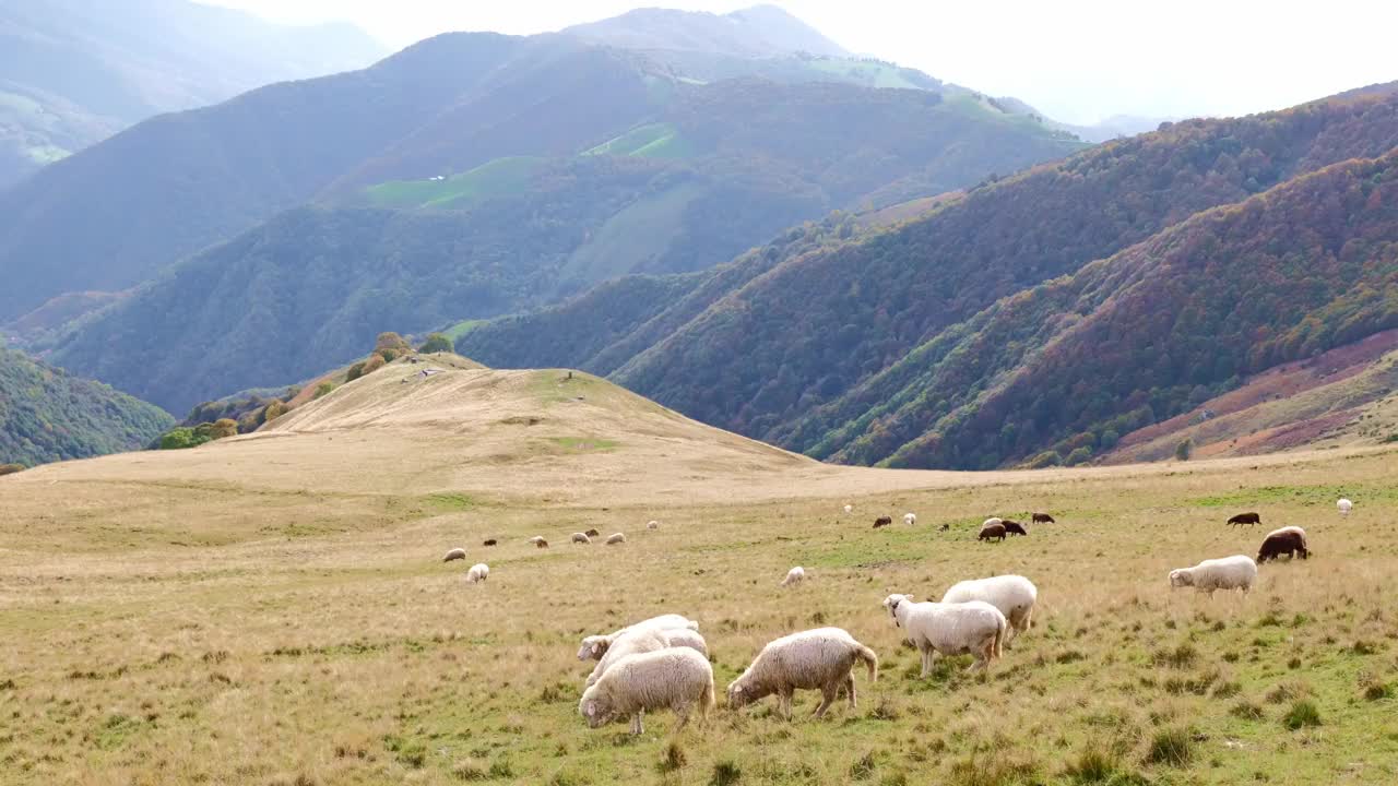 羊高高在山的一边，在一个阳光明媚的日子里，在一个山谷的山景中观看天空视频素材