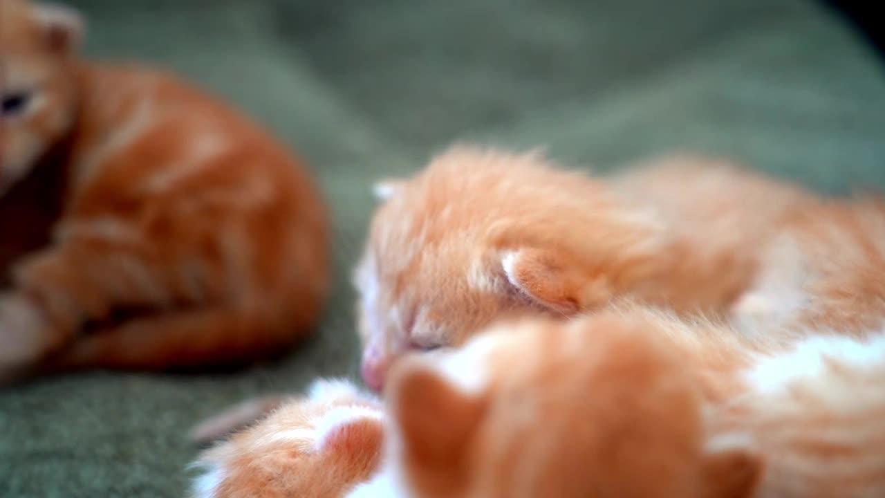 刚出生的小红猫以有趣的姿势睡觉。一群可爱的姜黄色小猫咪。睡个舒适的午觉。舒适的宠物睡在舒适的家里。可爱有趣的家庭宠物。家养动物小猫。4 k的视频视频素材