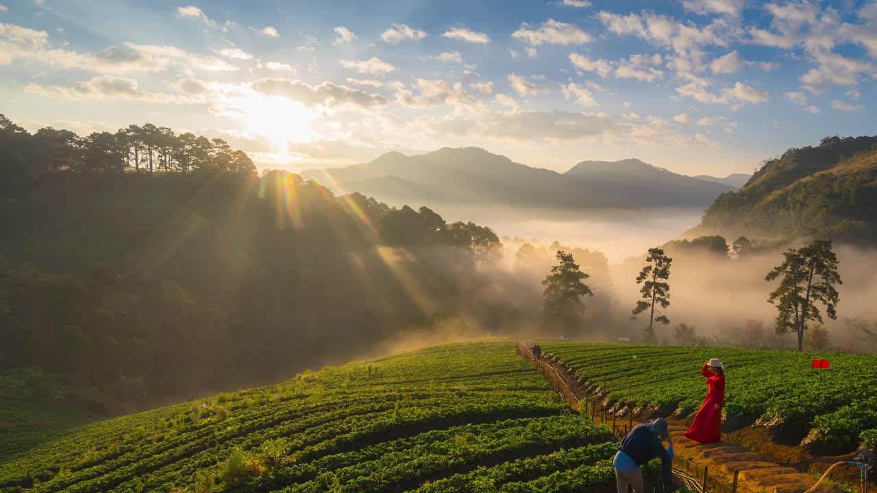 视频延时4k。草莓园在日出的早晨雾海和雄伟的天空与草莓园在Doi Angkhang。Doi Angkhang山，泰国清迈。视频素材