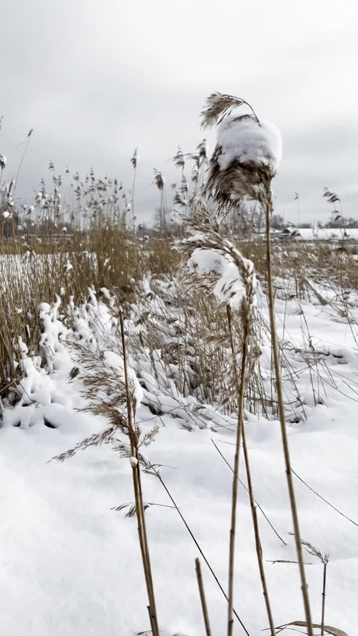 冬天，芦苇在风中轻轻飘动，背景是白雪视频素材