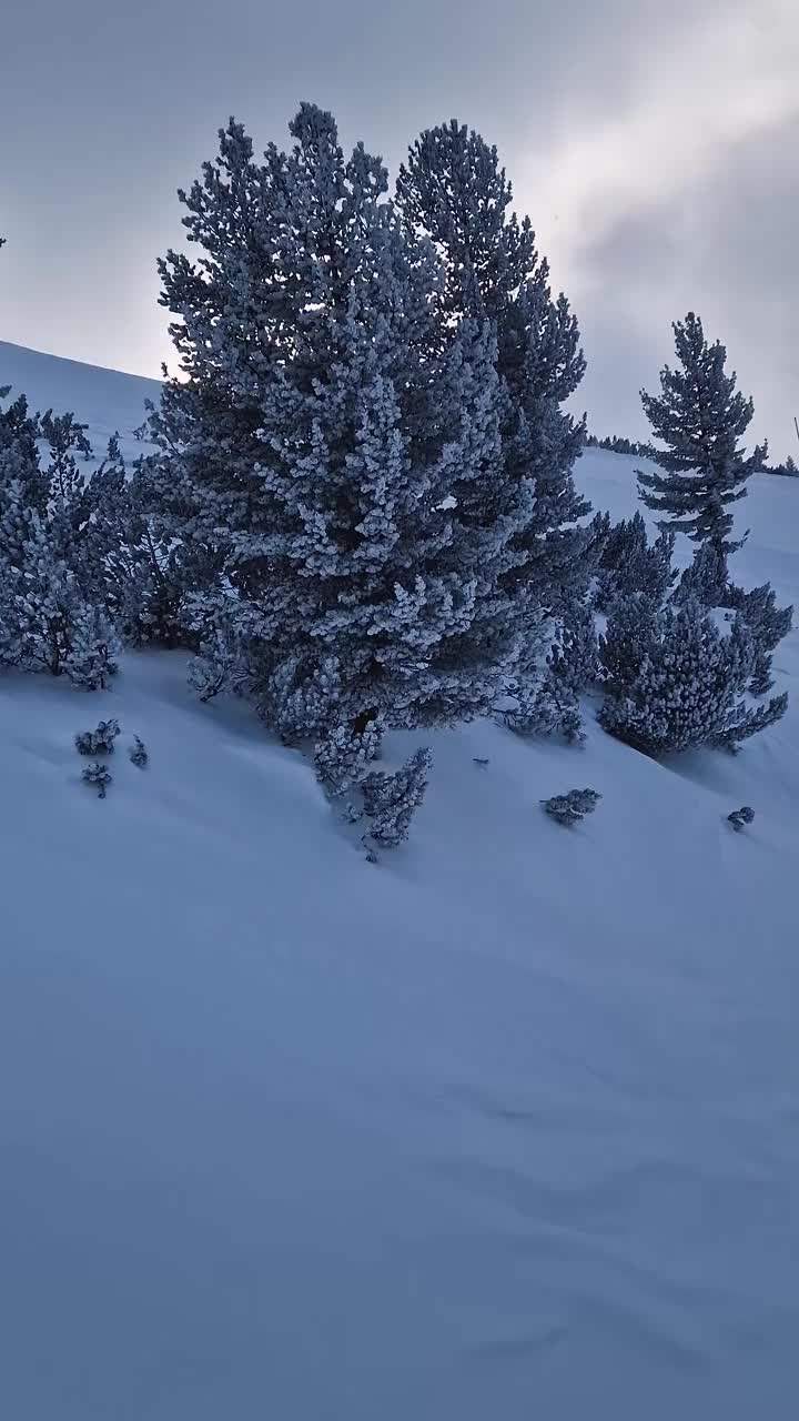 山上的针叶树被冻住了，针叶上结着白霜。雪景视频素材