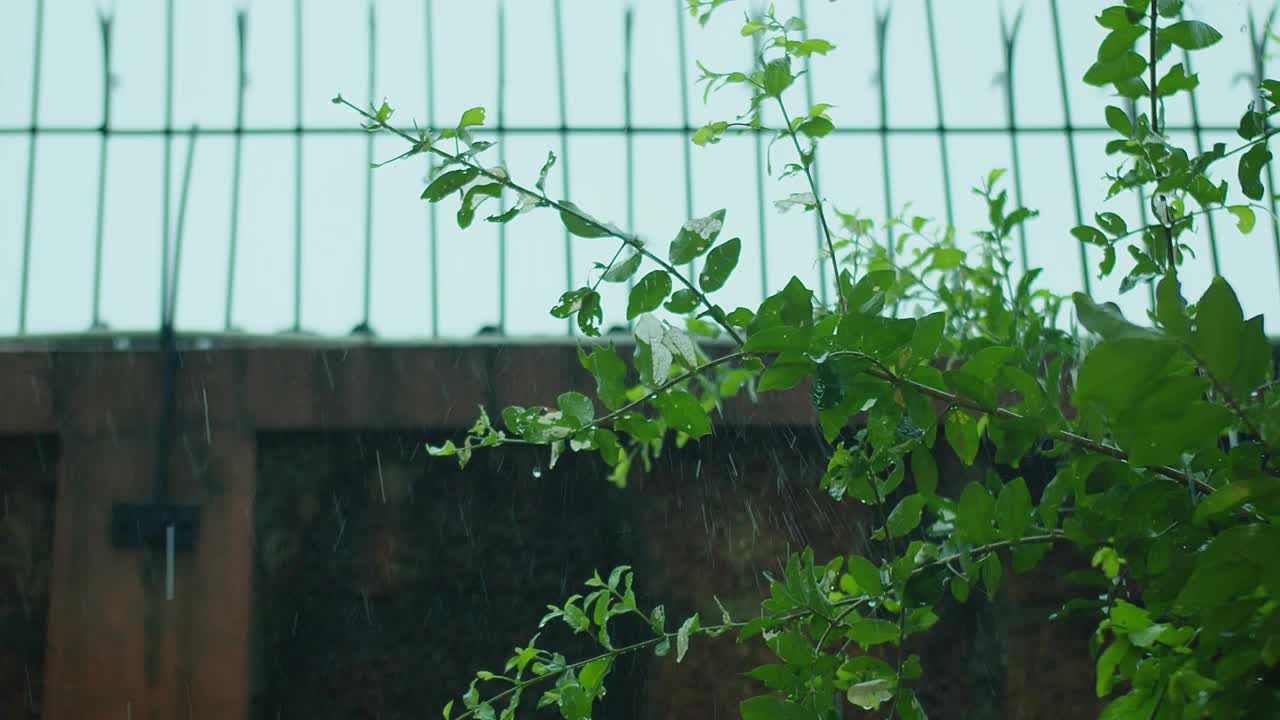 雨天的喜悦:绿叶与雨滴的特写——拥抱大自然更新的清新之美视频素材