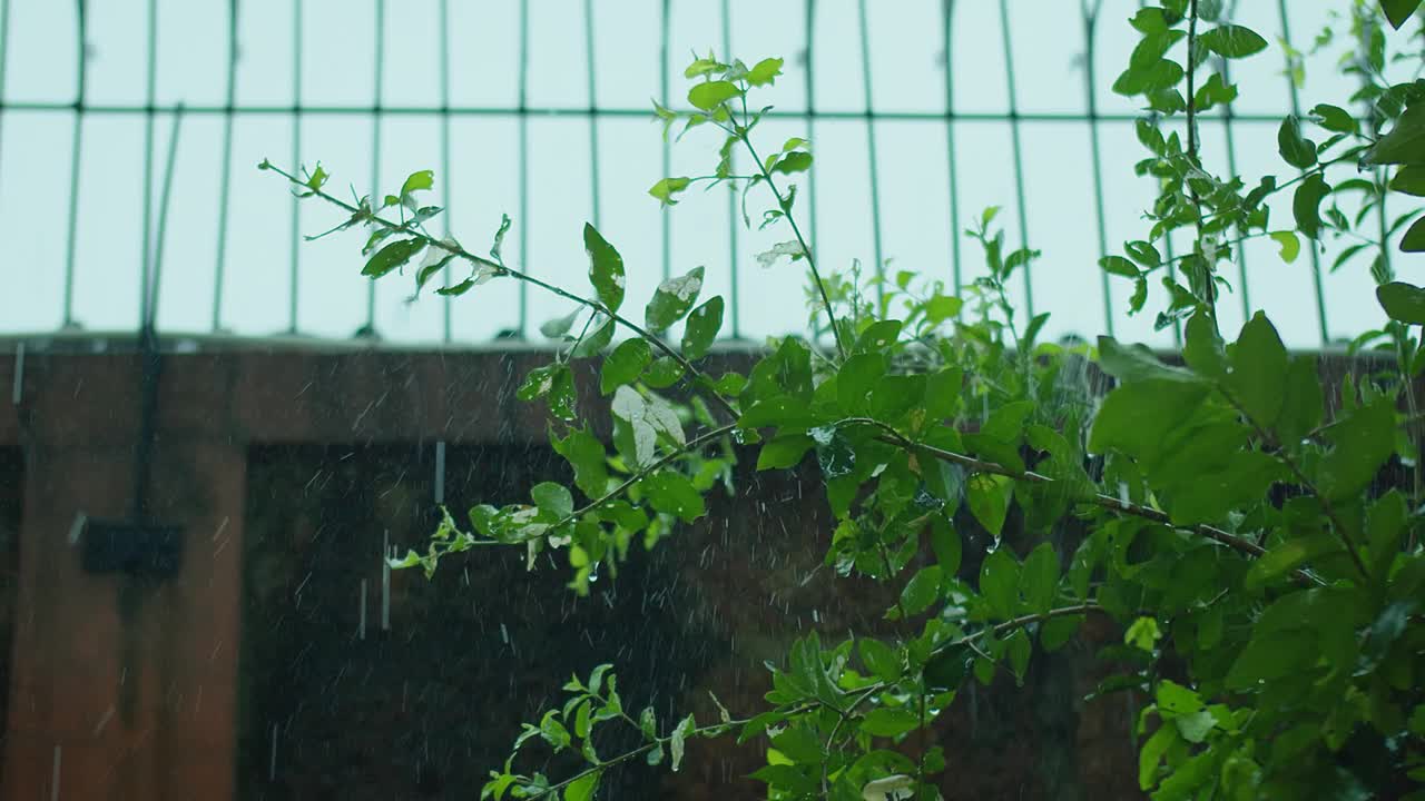 雨天的喜悦:绿叶与雨滴的特写——拥抱大自然更新的清新之美视频素材