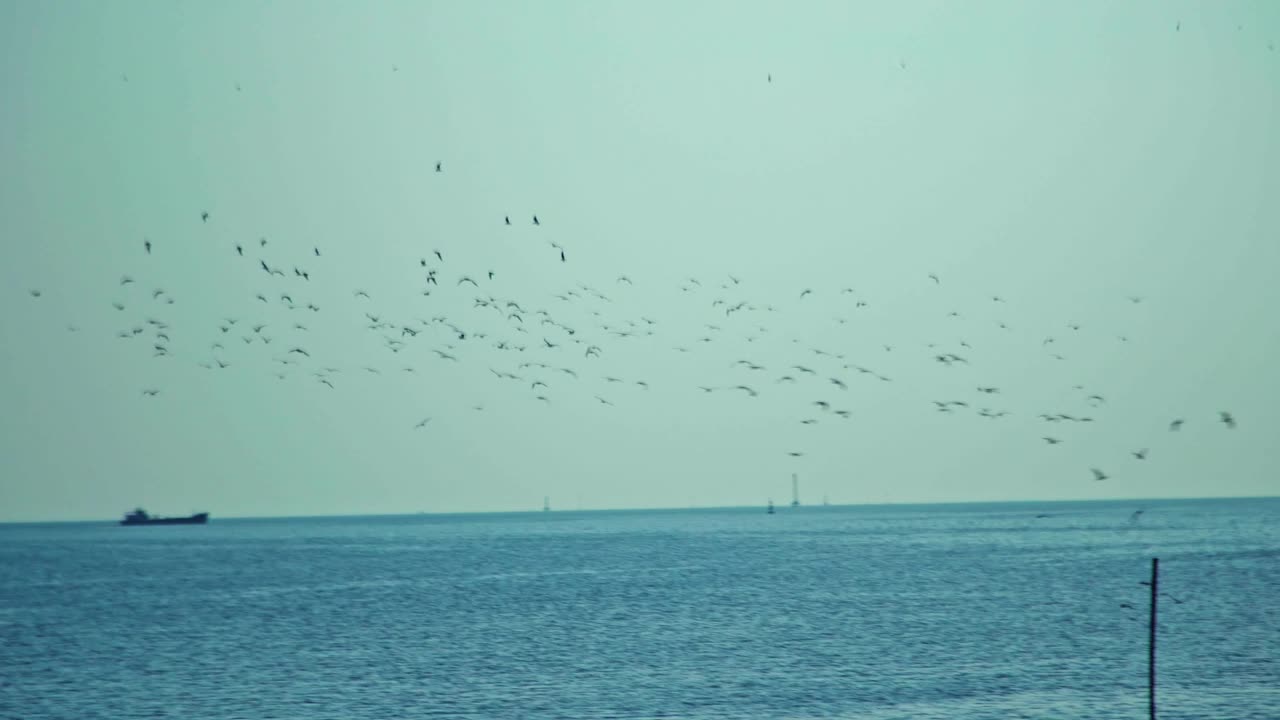 一群海鸥在海边的海岸线上飞过海岸视频下载