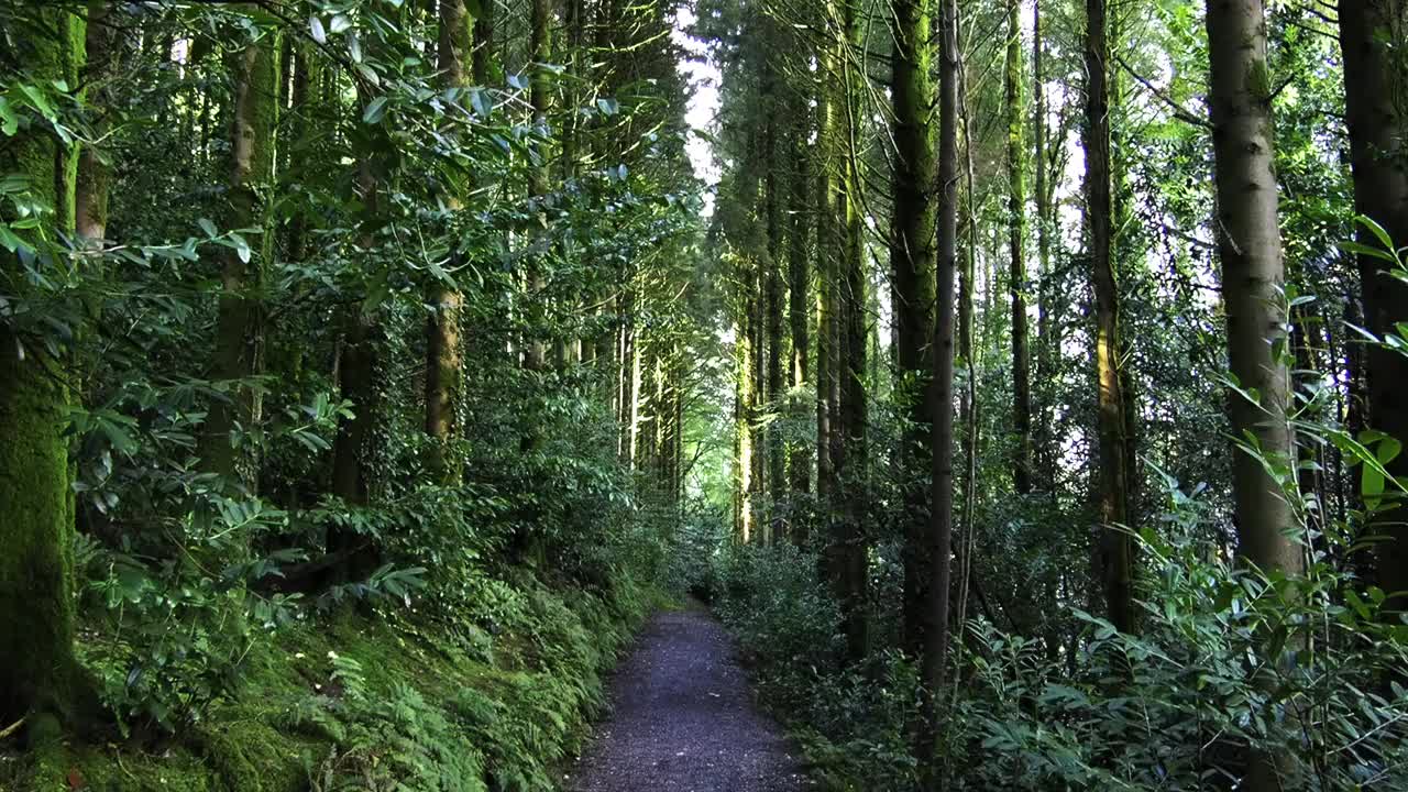 一个宁静的森林场景，有一条小路，高大的树木和丰富的绿叶。缩小视频素材