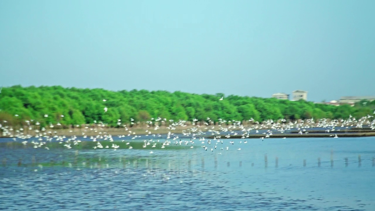 一群海鸥在海边的海岸线上飞过海岸视频下载