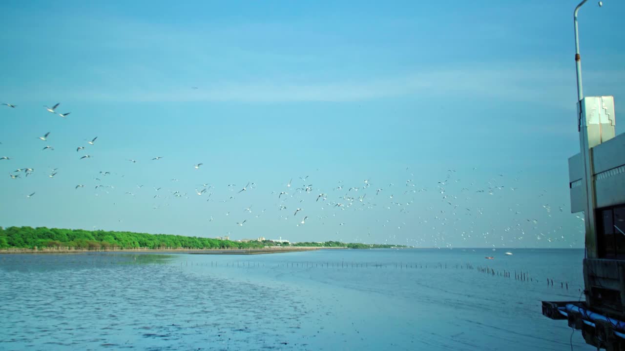 一群海鸥在海边的海岸线上飞过海岸视频下载