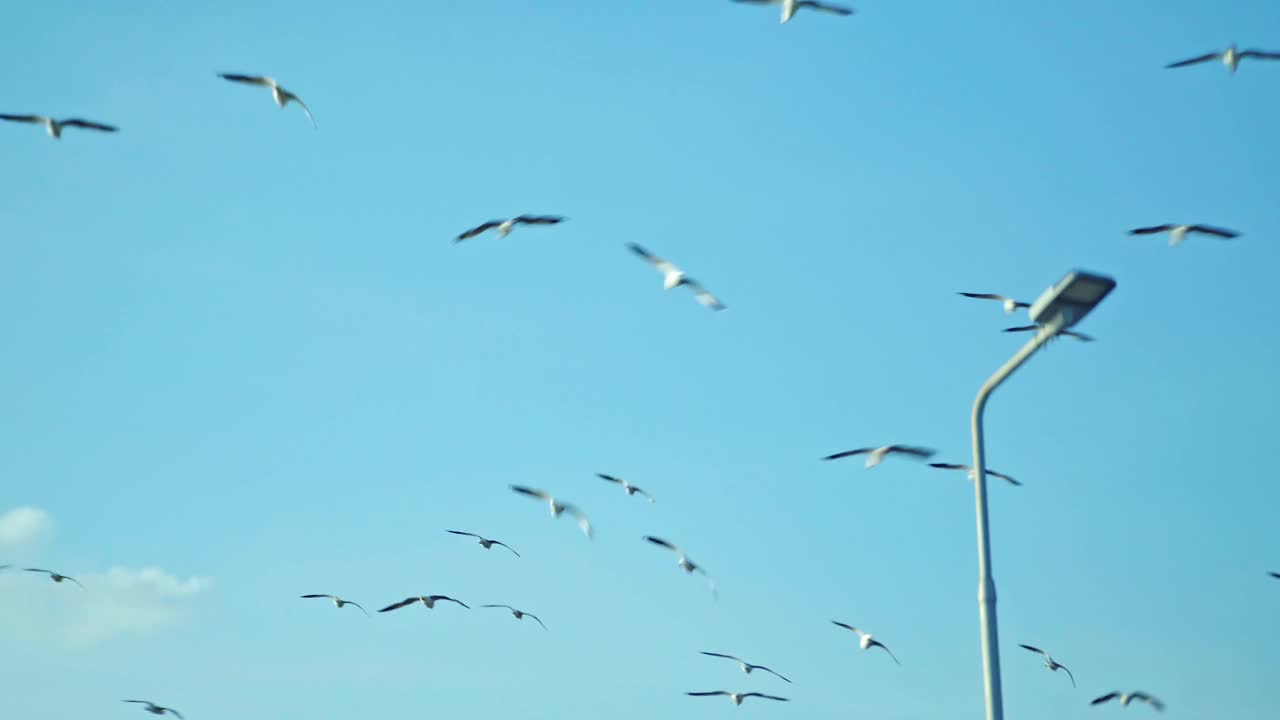 一群海鸥在海边的海岸线上飞过海岸视频下载