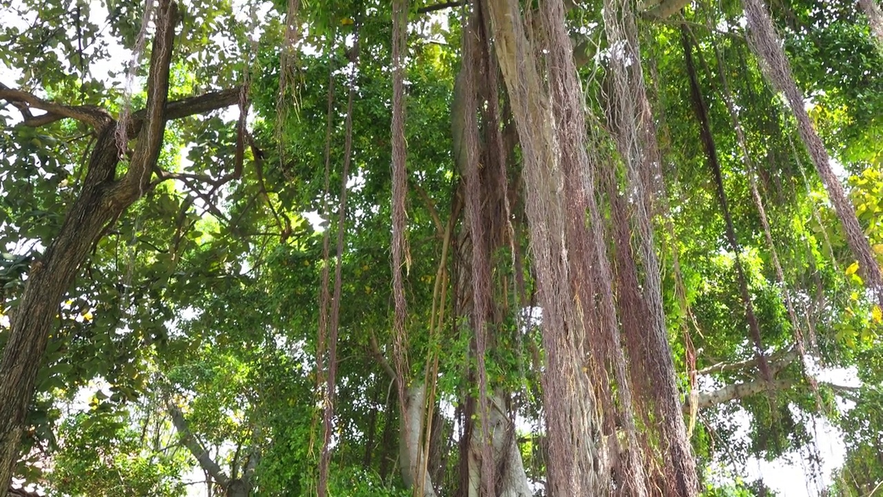 雄伟的榕树树冠景观视频素材