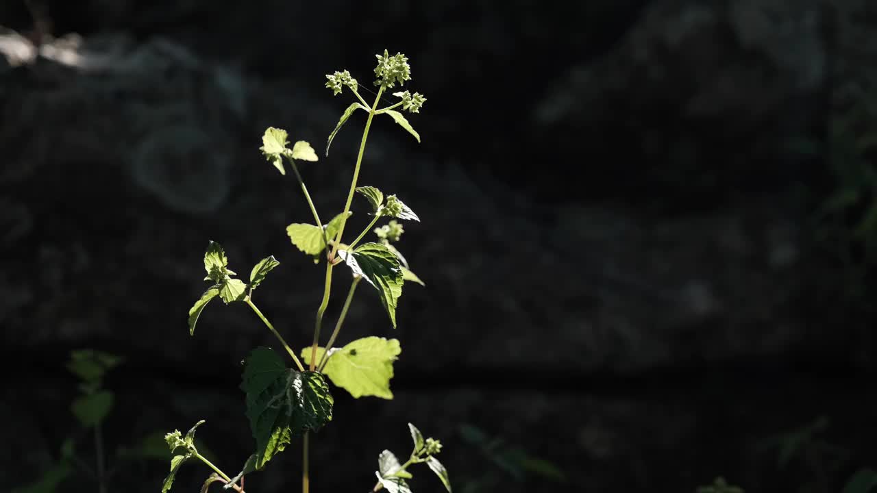 野菜在阳光下透过树叶闪耀，背后是岩石视频素材