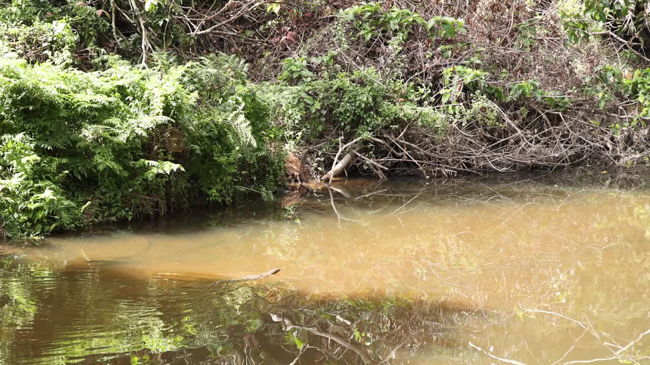 随着时间的推移，河岸平静下来视频素材