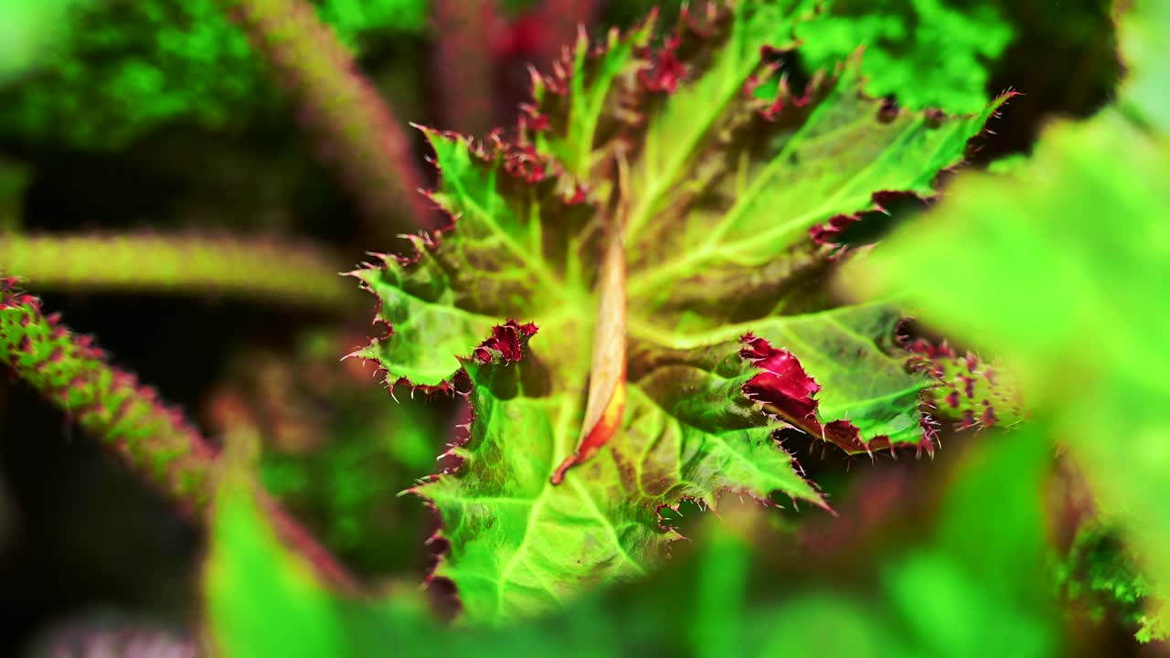 清迈省一个凉爽的花园里的海棠叶和长满苔藓的岩石视频下载