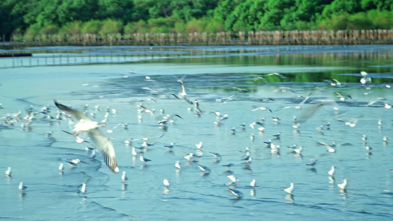 一群海鸥在海边的海岸线上飞过海岸视频下载