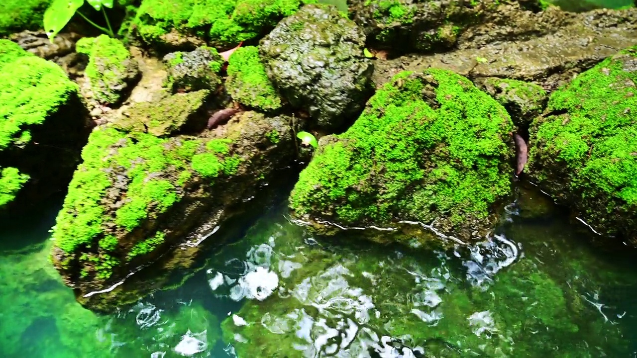 在阴凉的花园里，流动着清澈的绿水和长满苔藓的岩石视频下载