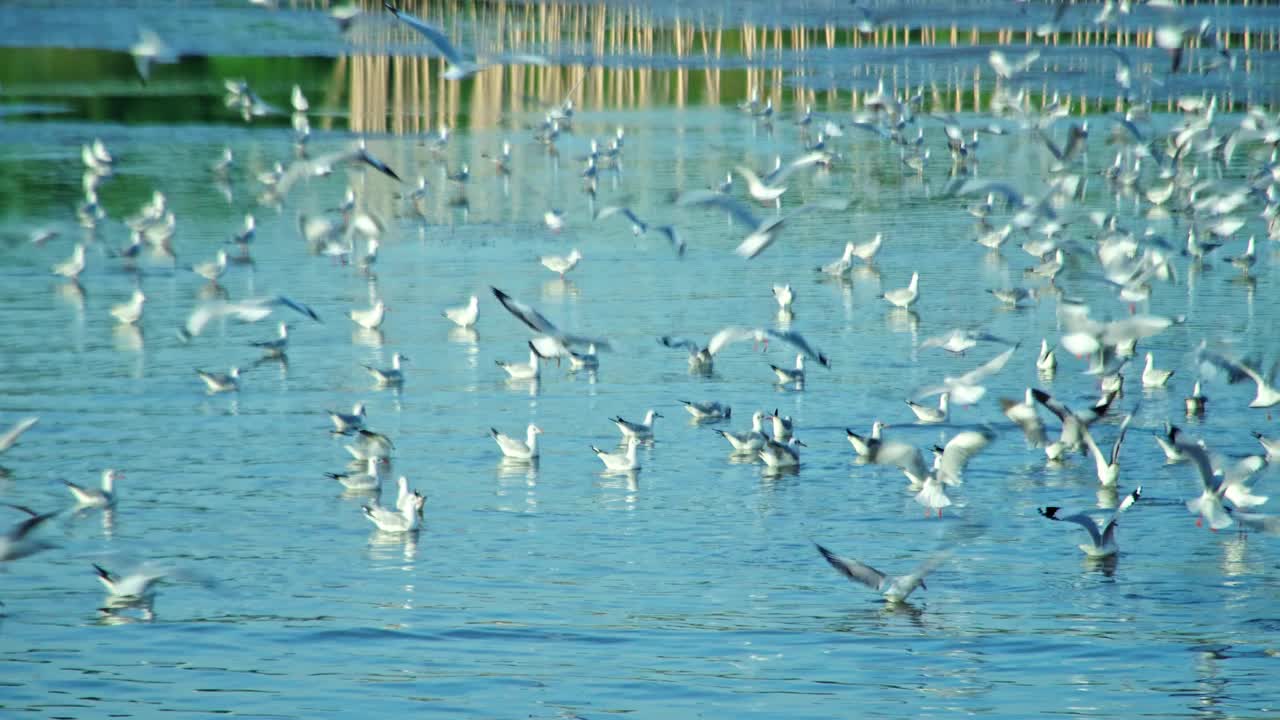 一群海鸥在海边的海岸线上飞过海岸视频素材