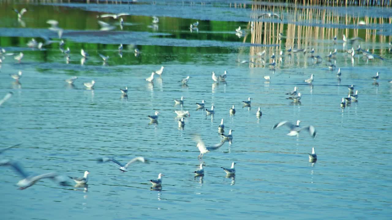 一群海鸥在海边的海岸线上飞过海岸视频下载