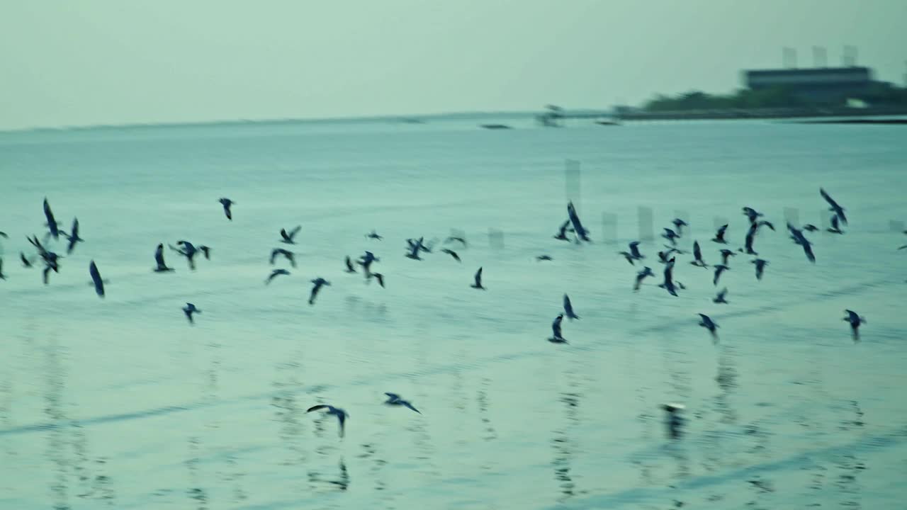 一群海鸥在海边的海岸线上飞过海岸视频下载