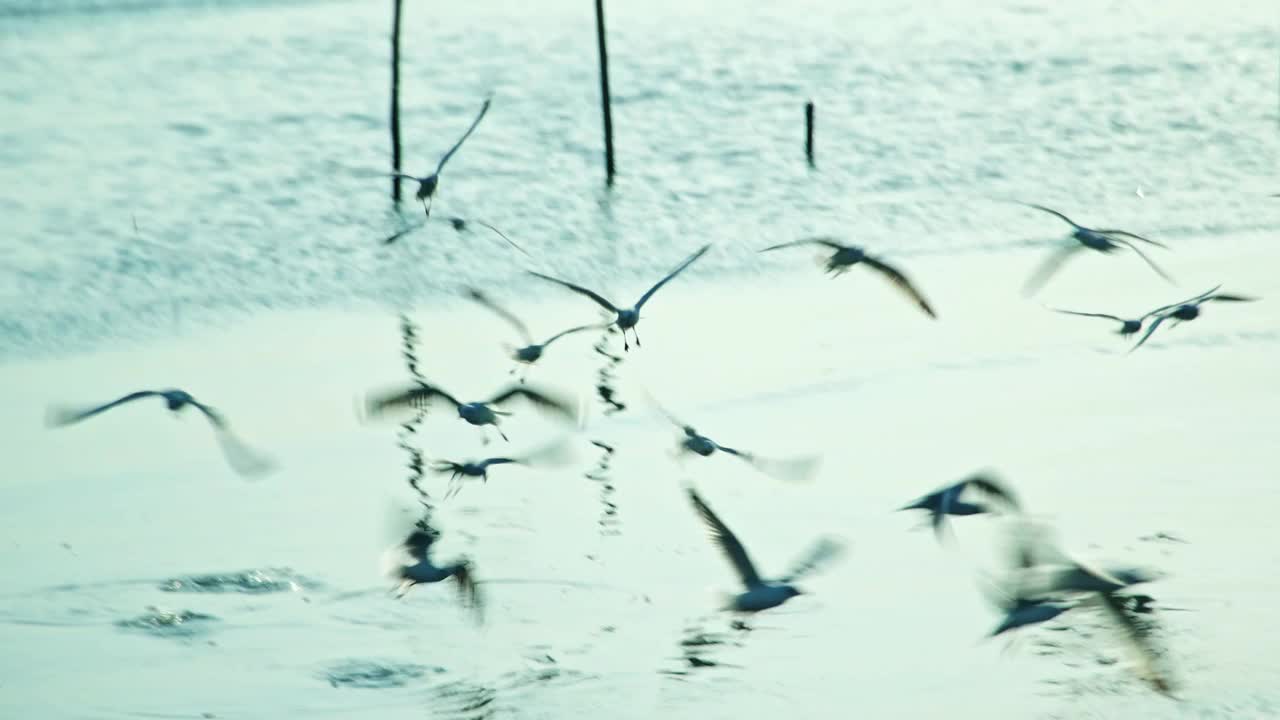 一群海鸥在海边的海岸线上飞过海岸视频下载