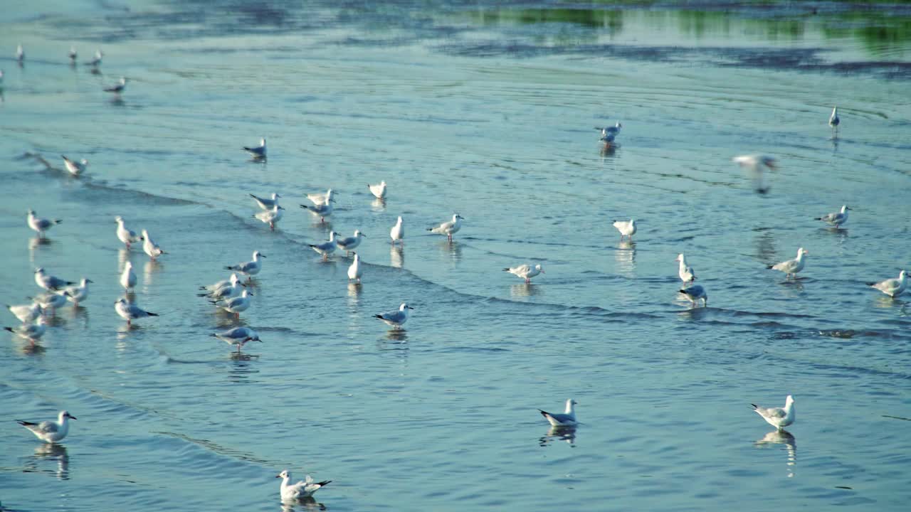 一群海鸥在海边的海岸线上飞过海岸视频素材