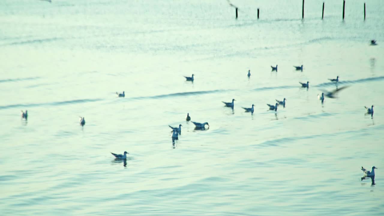 一群海鸥在海边的海岸线上飞过海岸视频素材