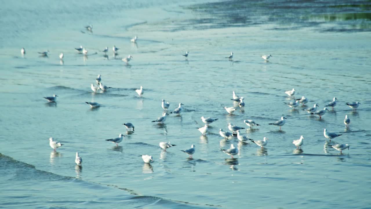 一群海鸥在海边的海岸线上飞过海岸视频下载