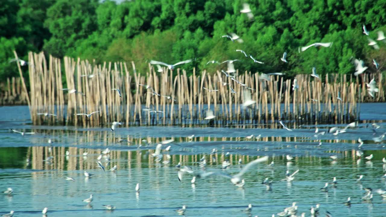 一群海鸥在海边的海岸线上飞过海岸视频下载