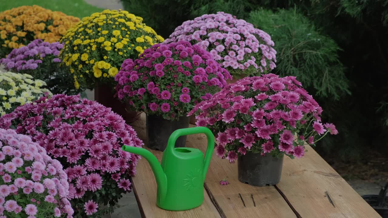 女园丁负责照顾菊花，在室外花园浇水和喷洒花朵视频素材