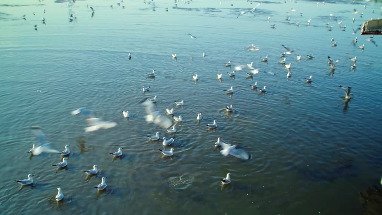 一群海鸥在海边的海岸线上飞过海岸视频下载