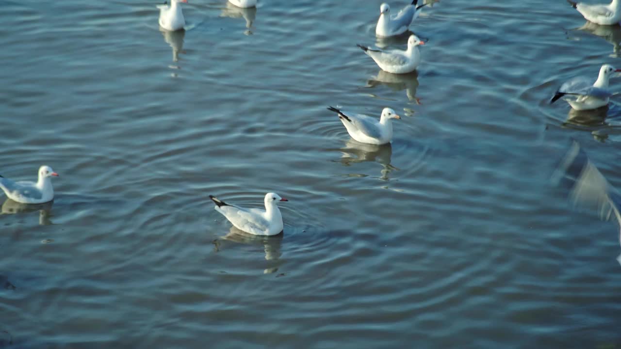 一群海鸥在海边的海岸线上飞过海岸视频素材