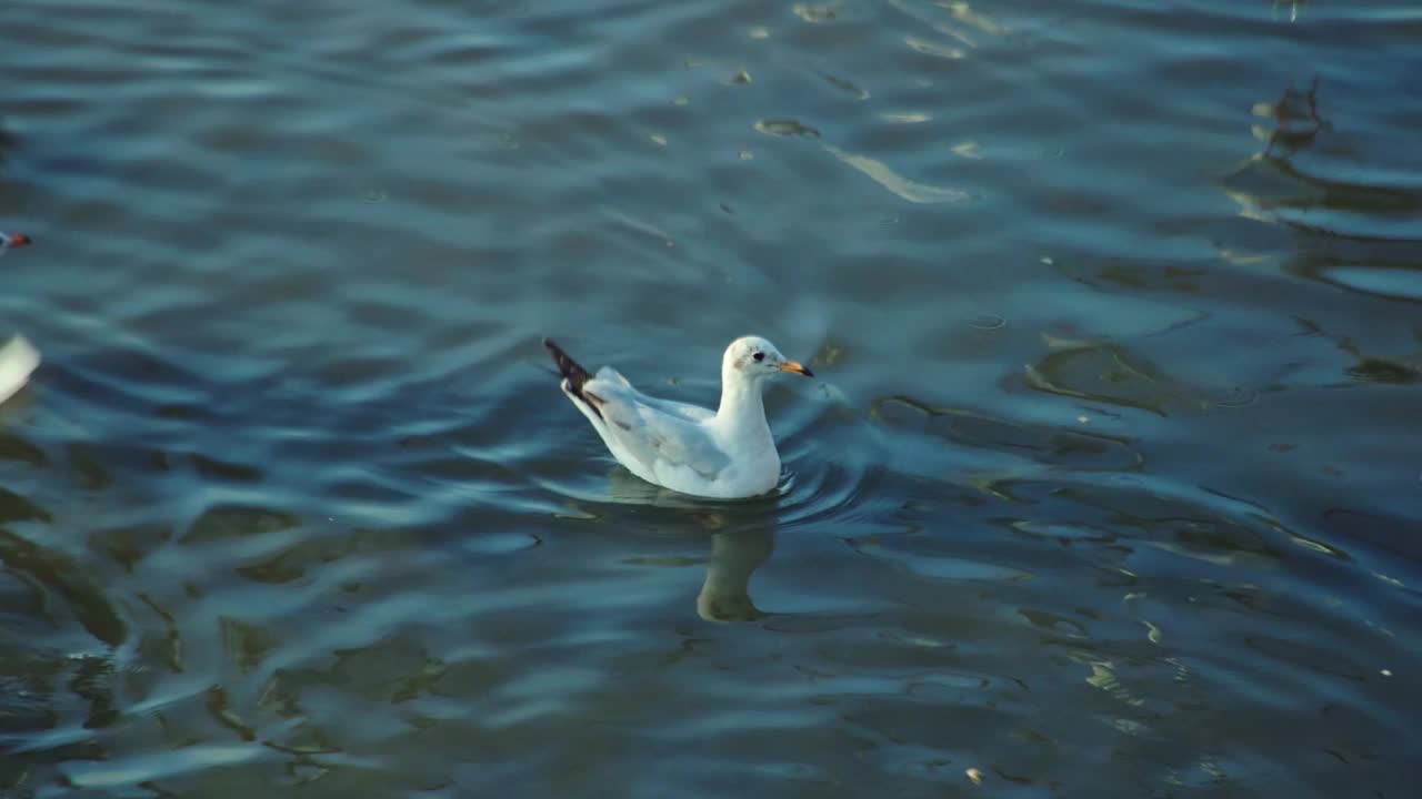 一群海鸥在海边的海岸线上飞过海岸视频下载