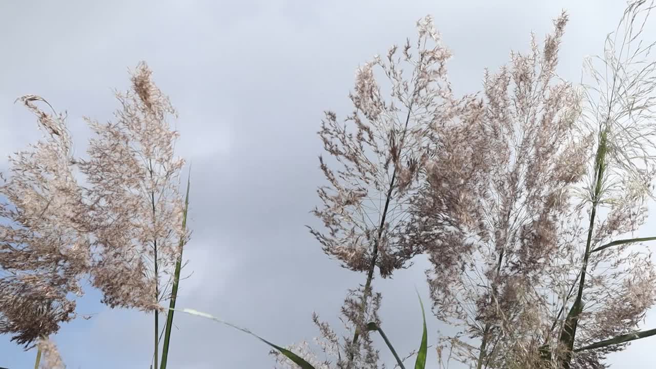 芦苇花视频下载