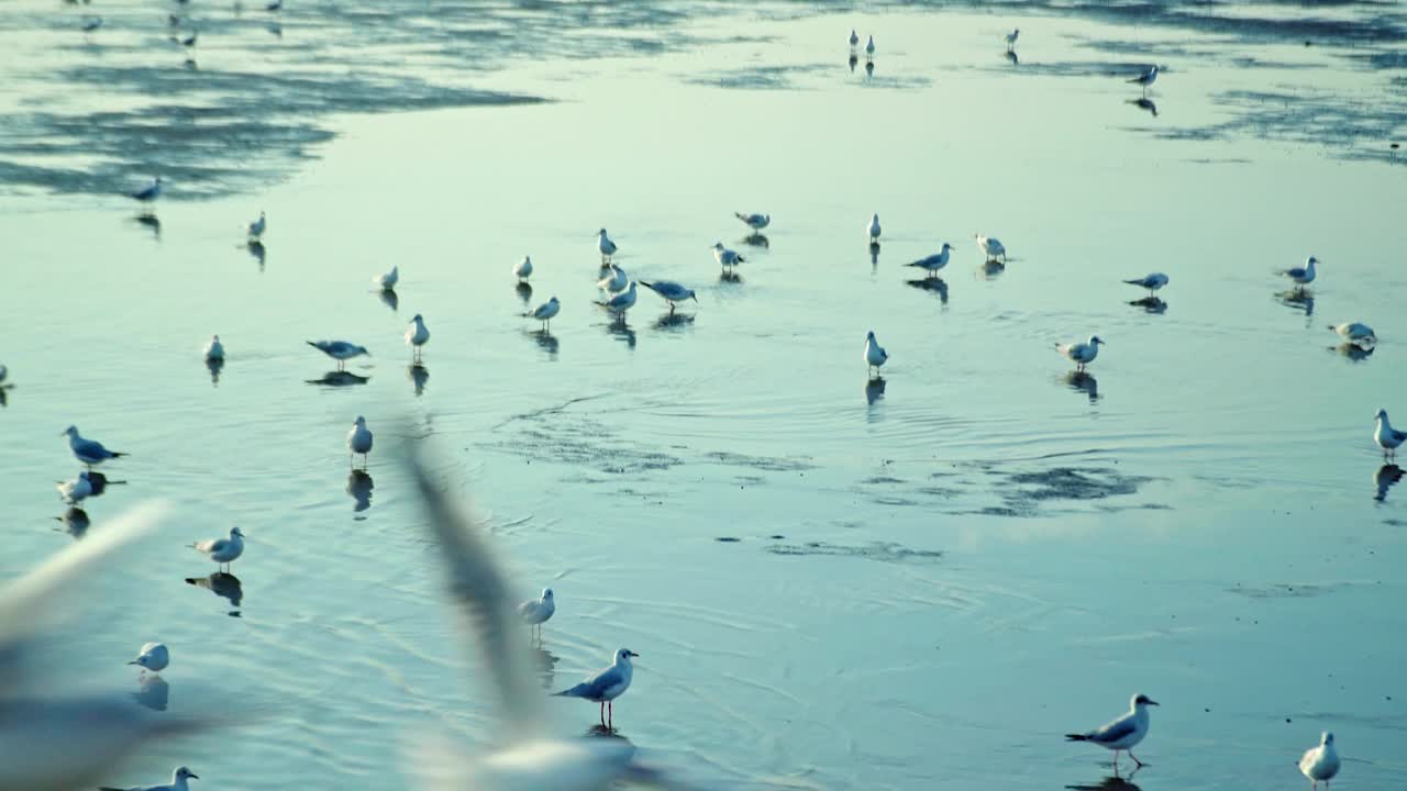 一群海鸥在海边的海岸线上飞过海岸视频下载