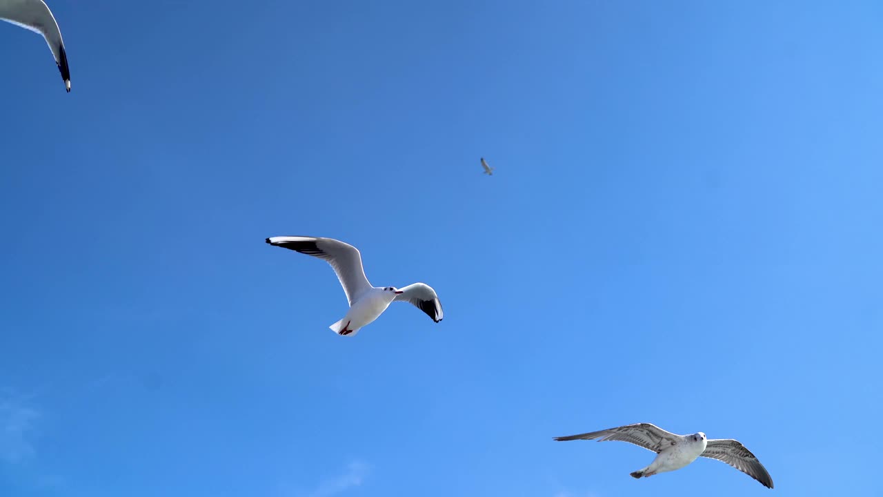 蓝云和海鸥，伊斯坦布尔的轮渡之旅视频素材