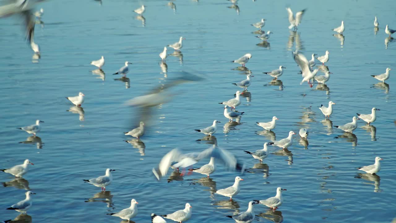 一群海鸥在海边的海岸线上飞过海岸视频下载