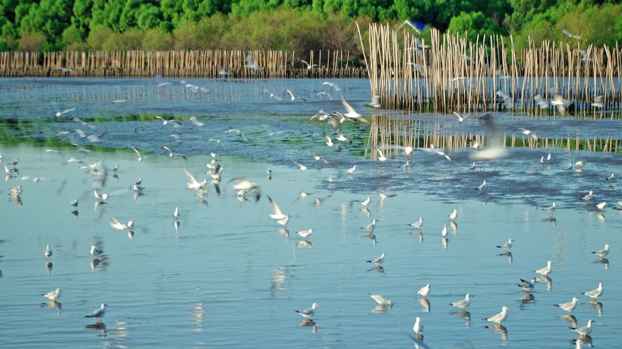 一群海鸥在海边的海岸线上飞过海岸视频下载